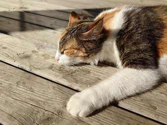 Ana kamera görüntüsü