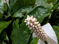 Ultra geniş lens ile makro çekim