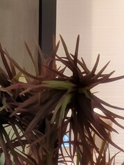 100x Pro Res Yakınlaştırma