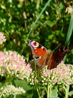 Telefoto görüntü (7,1x yakınlaştırma)