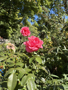 Ana kamera ile çekilen fotoğraf