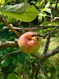 Ana kamera görüntüsü