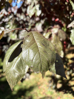 Ana kamera ile çekilen fotoğraf