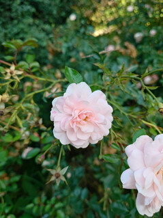 Ana kamera görüntüsü