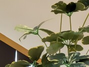 50x Pro Res Yakınlaştırma