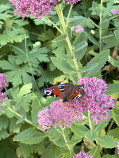 Ana kamera ile çekilen fotoğraf (2x yakınlaştırma)