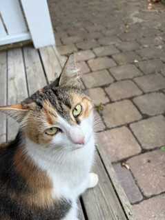 Ana kamera ile çekilen fotoğraf