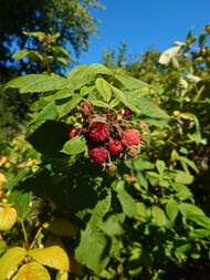 Ana kamera görüntüsü