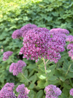 Ana kamera ile çekilen fotoğraf