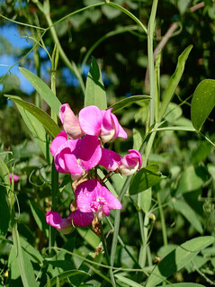 Ana kamera görüntüsü
