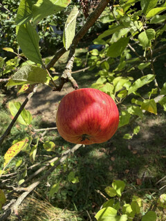 Ana kamera ile çekilen fotoğraf