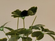 100x Pro Res Yakınlaştırma